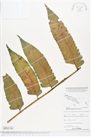 多生菜蕨藏品圖，第1張