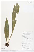 登錄號:BP02328藏品圖，第1張