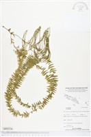 登錄號:BP02330藏品圖，第1張