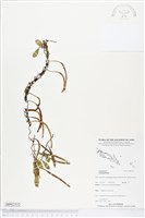 登錄號:BP02332藏品圖，第1張