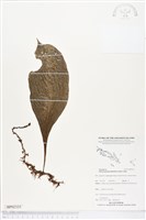 登錄號:BP02333藏品圖，第1張