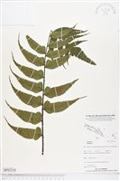 登錄號:BP02334藏品圖，第1張