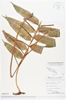 登錄號:BP02335藏品圖，第1張