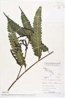 登錄號:BP02336藏品圖，第1張