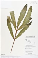 登錄號:BP02337藏品圖，第1張