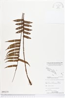 登錄號:BP02338藏品圖，第1張