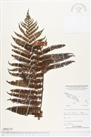 登錄號:BP02339藏品圖，第1張