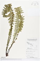 登錄號:BP02340藏品圖，第1張