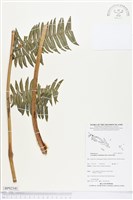 登錄號:BP02341藏品圖，第1張