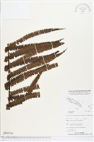 登錄號:BP02342藏品圖，第1張