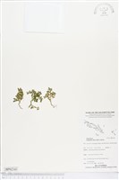 緣毛卷柏藏品圖，第1張