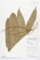 登錄號:BP02344藏品圖，第1張