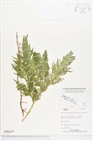 登錄號:BP02345藏品圖，第1張