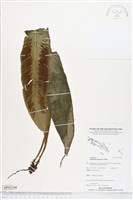 登錄號:BP02348藏品圖，第1張