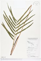 登錄號:BP02349藏品圖，第1張