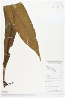 登錄號:BP02351藏品圖，第1張