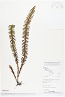 登錄號:BP02352藏品圖，第1張