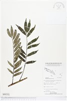 登錄號:BP02353藏品圖，第1張