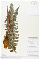 登錄號:BP02354藏品圖，第1張