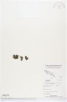 登錄號:BP02356藏品圖，第1張