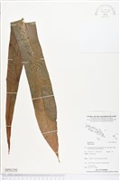 登錄號:BP02358藏品圖，第1張