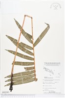 登錄號:BP02360藏品圖，第1張