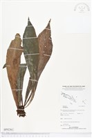 登錄號:BP02361藏品圖，第1張