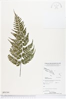 登錄號:BP02364藏品圖，第1張