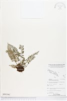 登錄號:BP02366藏品圖，第1張