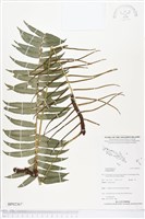 登錄號:BP02367藏品圖，第1張