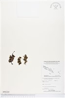 登錄號:BP02369藏品圖，第1張