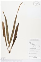 尖嘴蕨藏品圖，第1張