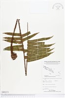 登錄號:BP02373藏品圖，第1張