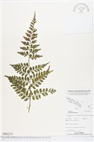 登錄號:BP02374藏品圖，第1張