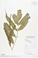 登錄號:BP02377藏品圖，第1張