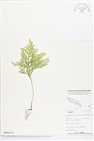 登錄號:BP02378藏品圖，第1張