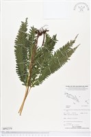 登錄號:BP02379藏品圖，第1張