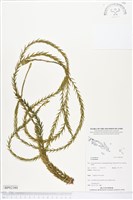 登錄號:BP02380藏品圖，第1張