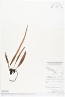 抱樹石葦藏品圖，第1張