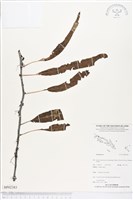 登錄號:BP02383藏品圖，第1張