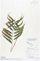 登錄號:BP02384藏品圖，第1張