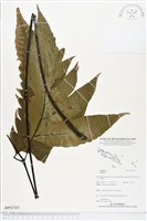 登錄號:BP02385藏品圖，第1張