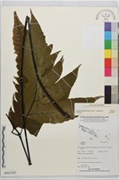 登錄號:BP02385藏品圖，第2張