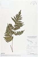 登錄號:BP02386藏品圖，第1張