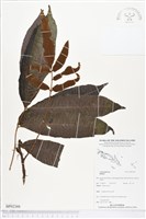 登錄號:BP02388藏品圖，第1張