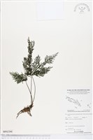 登錄號:BP02390藏品圖，第1張