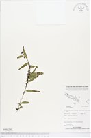 登錄號:BP02391藏品圖，第1張