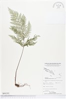 登錄號:BP02392藏品圖，第1張