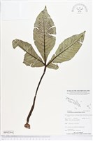 登錄號:BP02394藏品圖，第1張