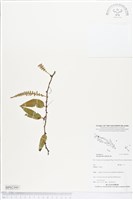 登錄號:BP02395藏品圖，第1張